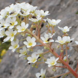 Photographie n°2571076 du taxon Saxifraga longifolia Lapeyr.