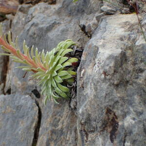 Photographie n°2571078 du taxon Saxifraga longifolia Lapeyr.