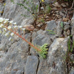 Photographie n°2571079 du taxon Saxifraga longifolia Lapeyr.