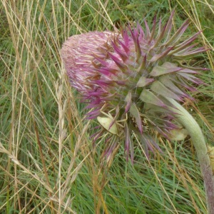 Photographie n°2571133 du taxon Carduus nutans L. [1753]