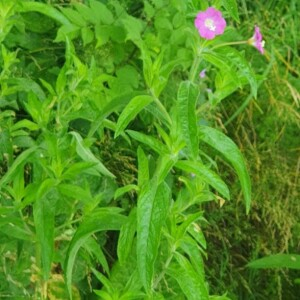 Photographie n°2571149 du taxon Epilobium hirsutum L. [1753]