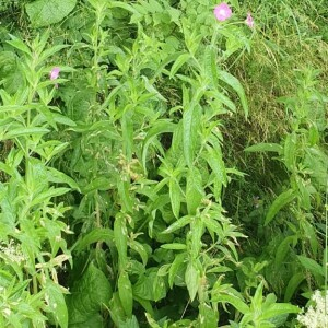 Photographie n°2571150 du taxon Epilobium hirsutum L. [1753]