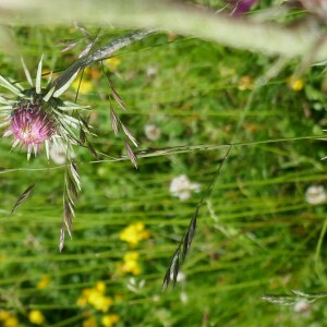 Photographie n°2571184 du taxon Carduus defloratus L. [1759]