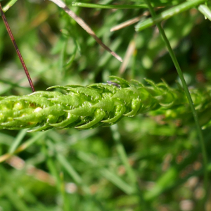 Photographie n°2571196 du taxon Selaginella selaginoides (L.) P.Beauv. ex Schrank & Mart. [1829]