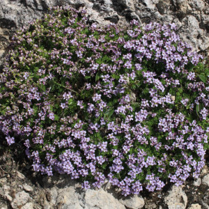 Photographie n°2571198 du taxon Petrocallis pyrenaica (L.) R.Br.