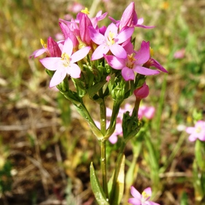 Photographie n°2571201 du taxon Centaurium erythraea Rafn [1800]