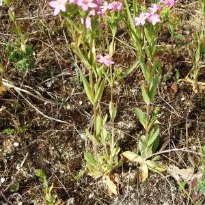 Photographie n°2571203 du taxon Centaurium erythraea Rafn [1800]