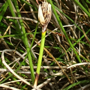 Photographie n°2571220 du taxon Schoenus nigricans L. [1753]