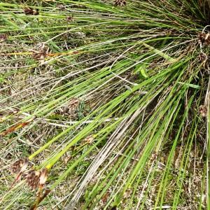 Photographie n°2571222 du taxon Schoenus nigricans L. [1753]