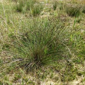 Photographie n°2571223 du taxon Schoenus nigricans L. [1753]