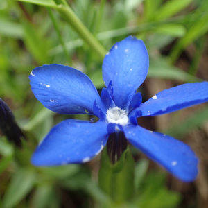 Photographie n°2571251 du taxon Gentiana verna L.