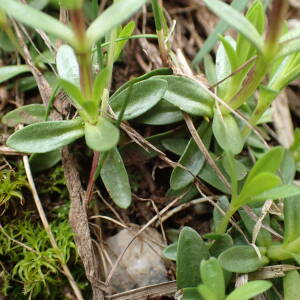 Photographie n°2571253 du taxon Gentiana verna L.