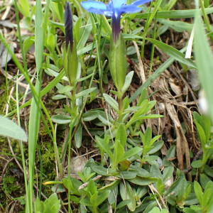 Photographie n°2571254 du taxon Gentiana verna L.