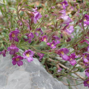 Photographie n°2571262 du taxon Chaenorhinum origanifolium (L.) Kostel.