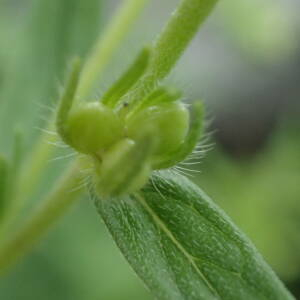 Photographie n°2571266 du taxon Lithospermum officinale L.