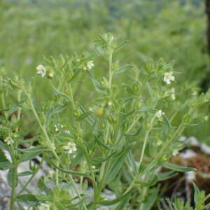 Photographie n°2571267 du taxon Lithospermum officinale L.