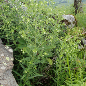 Photographie n°2571269 du taxon Lithospermum officinale L.