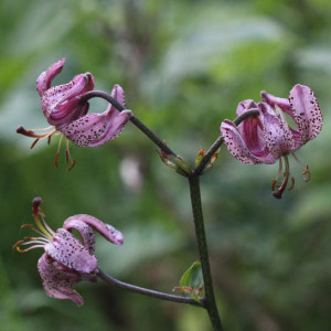 Photographie n°2571326 du taxon Lilium martagon L.