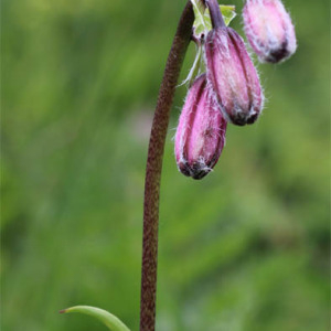 Photographie n°2571327 du taxon Lilium martagon L.