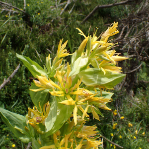 Photographie n°2571345 du taxon Gentiana lutea L.