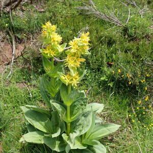 Photographie n°2571346 du taxon Gentiana lutea L.