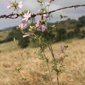 Photographie n°2571360 du taxon Malva moschata L.