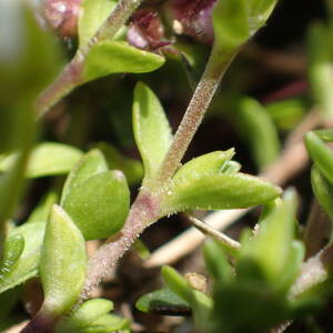  - Arenaria multicaulis L. [1759]