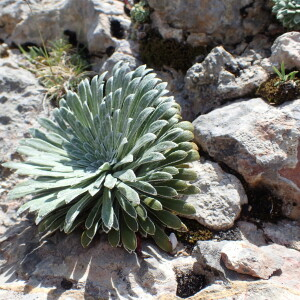 Photographie n°2571379 du taxon Saxifraga longifolia Lapeyr.