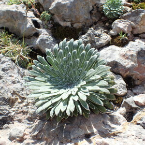 Photographie n°2571380 du taxon Saxifraga longifolia Lapeyr.