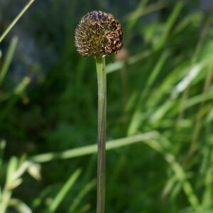 Photographie n°2571433 du taxon Globularia nudicaulis L. [1753]