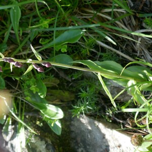 Photographie n°2571440 du taxon Epipactis atrorubens (Hoffm.) Besser [1809]