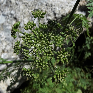 Photographie n°2571454 du taxon Aethusa cynapium L.