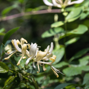 Photographie n°2571456 du taxon Lonicera periclymenum L.