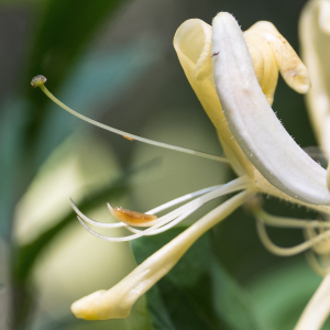 Photographie n°2571457 du taxon Lonicera periclymenum L.