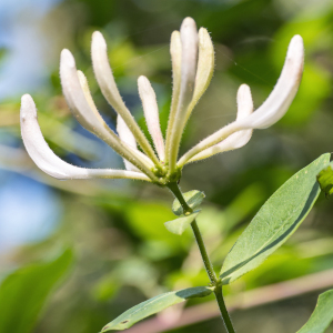 Photographie n°2571458 du taxon Lonicera periclymenum L.