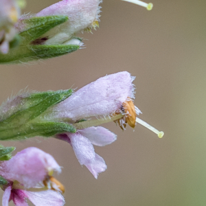 Odontites vernus (Bellardi) Dumort. (Euphraise de printemps)