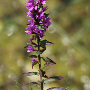 Photographie n°2571480 du taxon Lythrum salicaria L.