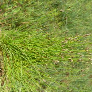 Photographie n°2571505 du taxon Eleocharis acicularis (L.) Roem. & Schult. [1817]