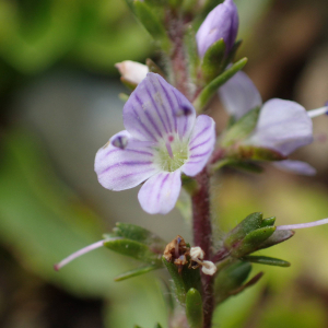 Photographie n°2571516 du taxon Veronica officinalis L. [1753]