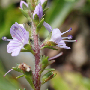 Photographie n°2571517 du taxon Veronica officinalis L. [1753]