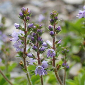 Photographie n°2571518 du taxon Veronica officinalis L. [1753]