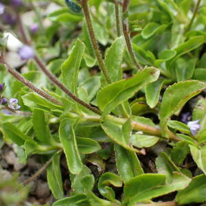 Photographie n°2571519 du taxon Veronica officinalis L. [1753]