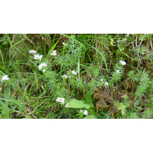 Asperula hexaphylla All. (Aspérule à feuilles par six)