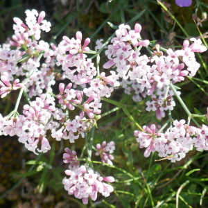 Photographie n°2571559 du taxon Asperula cynanchica L. [1753]