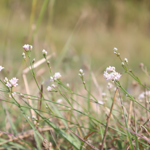 Photographie n°2571567 du taxon Asperula cynanchica L. [1753]