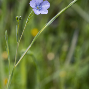 Photographie n°2571579 du taxon Linum usitatissimum L. [1753]