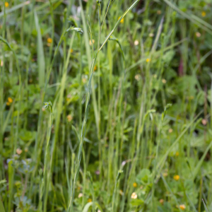 Photographie n°2571580 du taxon Linum usitatissimum L. [1753]