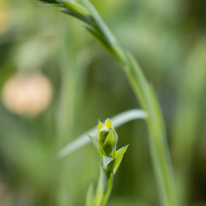 Photographie n°2571581 du taxon Linum usitatissimum L. [1753]