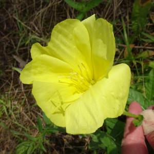 Photographie n°2571625 du taxon Oenothera biennis L. [1753]