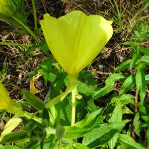 Photographie n°2571626 du taxon Oenothera biennis L. [1753]